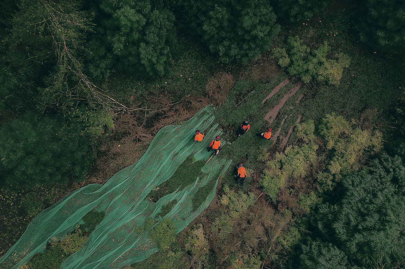 soso888_Aerial_view_of_workers_planting_green_sheets_in_a_fores_a8f5b289-e1e4-472b-af36-39899756f927